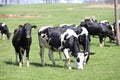 Ohio dairy cows